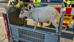 Weil kein Besitzer gefunden werden konnte, wurden die Tiere zwischenzeitig zu einer „Pflegefamilie“ gebracht. (Bild: BFVFB/C. Karner)