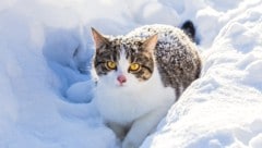 In Russland hat eine Zugbegleiterin einen scheinbar streunenden Kater bei eisiger Kälte aus dem Zug geworfen - das Tier verendete (Symbolbild). (Bild: stock.adobe.com/Sergiy Bykhunenko)