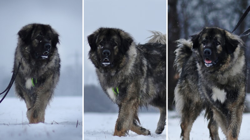 Der kleine Bär liebt Streicheleinheiten. (Bild: TSV Tirol)