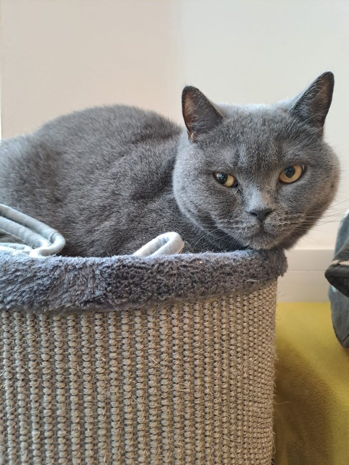 Auch der graue Kartäuser-Kater sucht einen guten Platz.