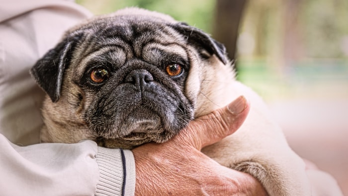 Der Mops ist eine Qualzucht. Die Tierrechtsorganisation Peta warnt, dass der Retromops keine ...