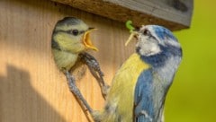 Auch wenn die Begeisterung noch so groß ist, bitte respektieren Sie Ihre gefiederten Freunde und kommen Sie besetzten Nistkästen und Nestern nicht zu nah. (Bild: stock.adobe.com)