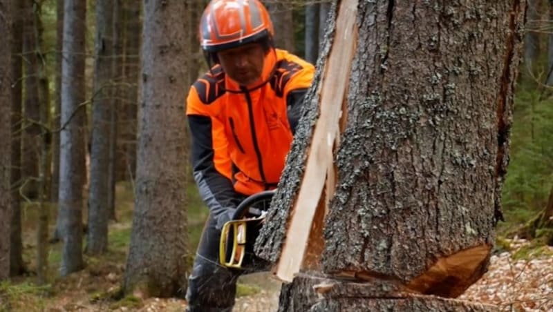 Die Zahl der Forstunfälle ist deutlich angestiegen. (Bild: BFW)