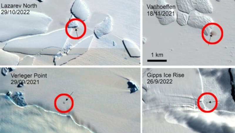 Mithilfe von Satellitenbildern haben britische Forscher in der Antarktis vier bis dato noch unbekannte Kolonien (rot markiert) von Kaiserpinguinen entdeckt. (Bild: BAS/Copernicus, Krone KREATIV)