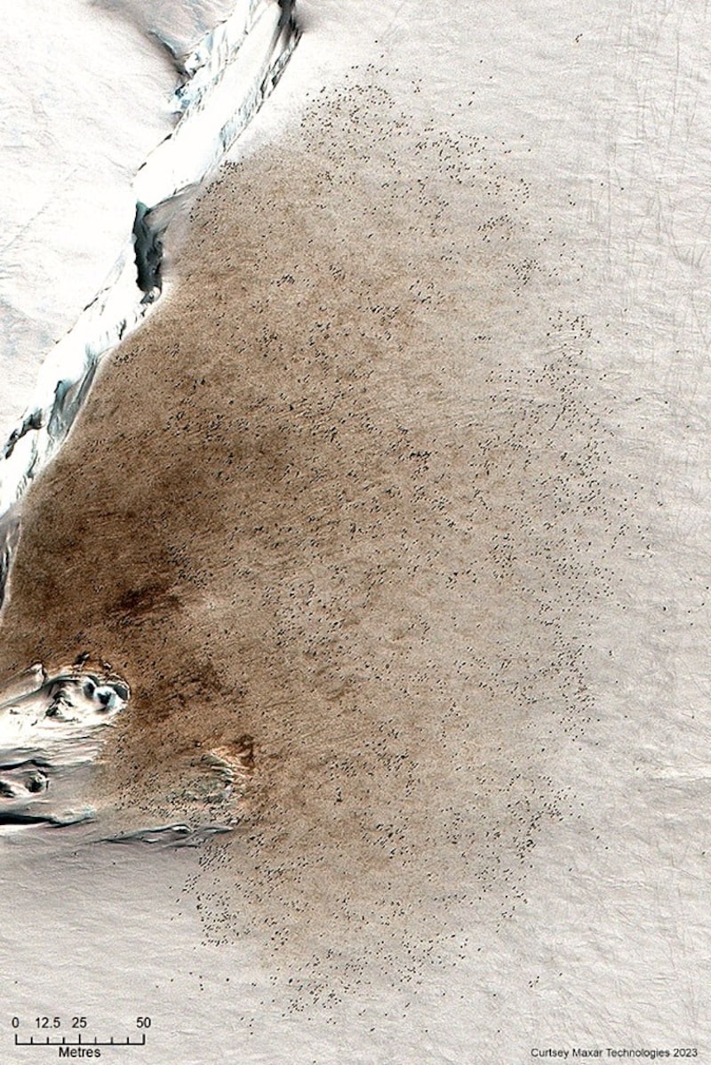 Die braunen Flecken des Kots (das Bild zeigt einen der vier neuen Fundorte namens Vanhoeffen) der flugunfähigen Vögel heben sich deutlich vom reinen Weiß von Eis und Schnee ab. (Bild: BAS/Maxar Technologies)