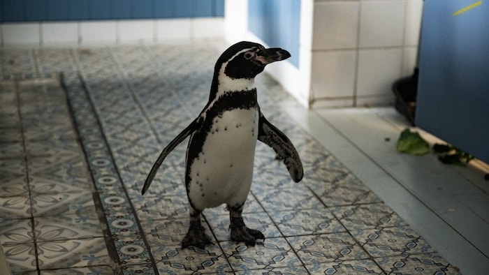 „Die Chaosschwestern und Pinguin Paul“ kann man sich ab sofort im Kino anschauen. Ein lustiger ...