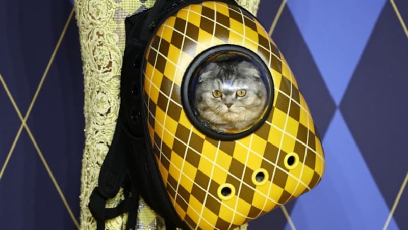 Sehr glücklich wirkt „Chip“ nicht in seinem stylishen Rucksack. (Bild: AFP )