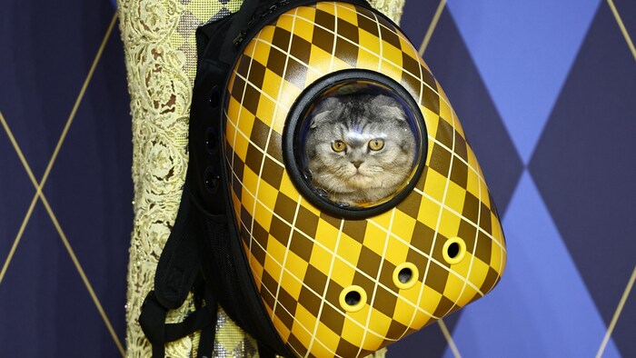 Sehr glücklich wirkt „Chip“ nicht in seinem stylishen Rucksack.