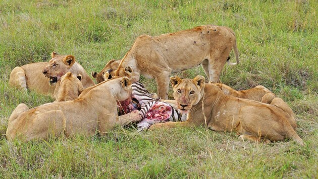 Durch eine tierische Kettenreaktion wird Löwinnen das Erlegen der Lieblingsbeute Zebra erschwert. (Bild: romanklevets - stock.adobe.com)