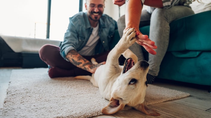 A dog brings life into the house - but it doesn't necessarily make moving easier.