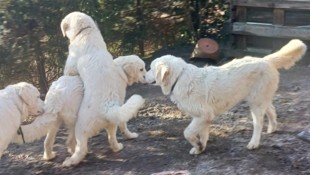 Rangkämpfe bei den fast elf Monate alten Rüden sind vorprogrammiert.