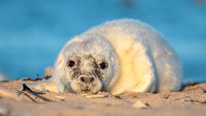 „Terra Mater“ widmet sich heute den Tieren der Nordsee
