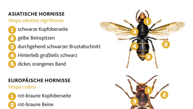 Unterscheidungsmerkmale der Asiatischen zur Europäischen Hornisse (Bild: stock.adobe.com, Krone KREATIV)