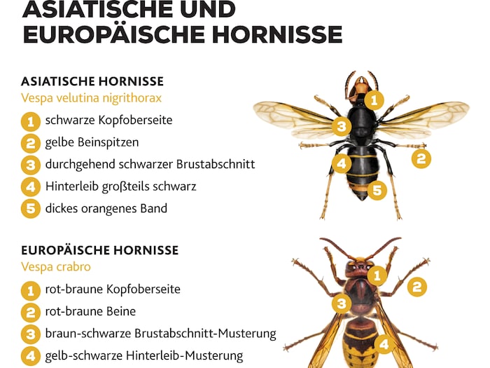 Unterscheidungsmerkmale der Asiatischen zur Europäischen Hornisse