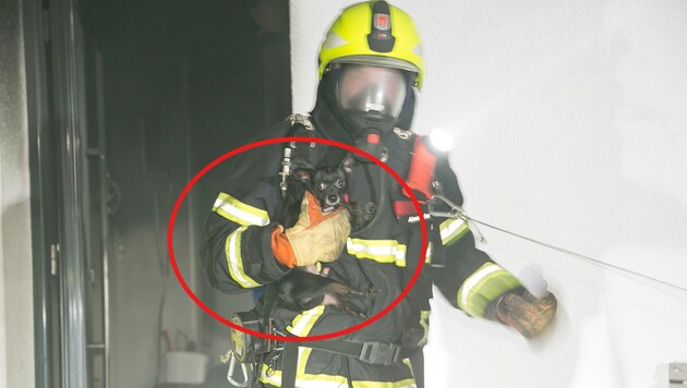 Die Feuerwehr Koblach konnte nicht nur die Mutter und ihre beiden Kinder, sondern auch die drei Familienhunde aus dem brennenden Haus retten. (Bild: Mathis Fotografie, Krone KREATIV)