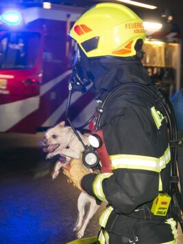 Die Fellnasen wurden stationär in einer Tierklinik aufgenommen.