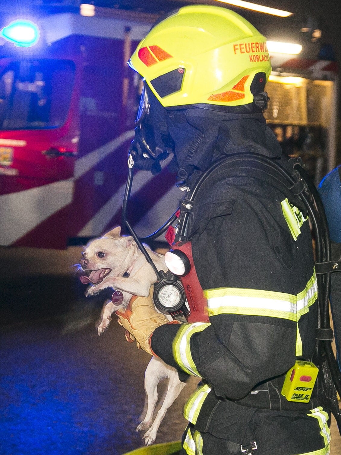 Die Fellnasen wurden stationär in einer Tierklinik aufgenommen.