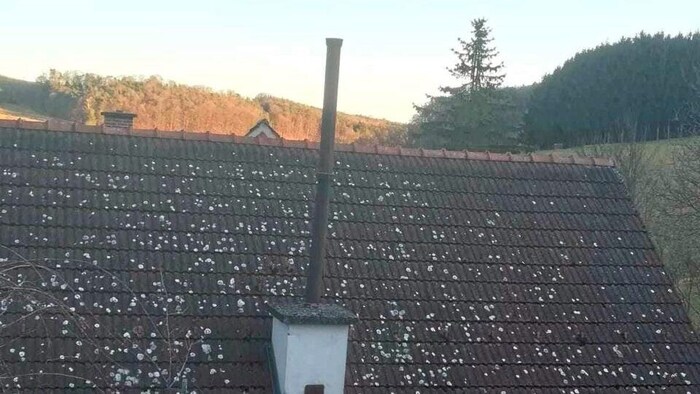 In dieses Kaminrohr auf dem Dach fiel der Waldkauz und rutschte acht Meter tief ab.