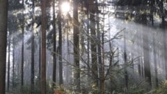 Der Wald birgt viele Gefahren. In 17 Prozent der Forstunfälle kommen die Opfer durch herabstürzende Äste ums Leben. (Bild: GABRIELE MOSER )