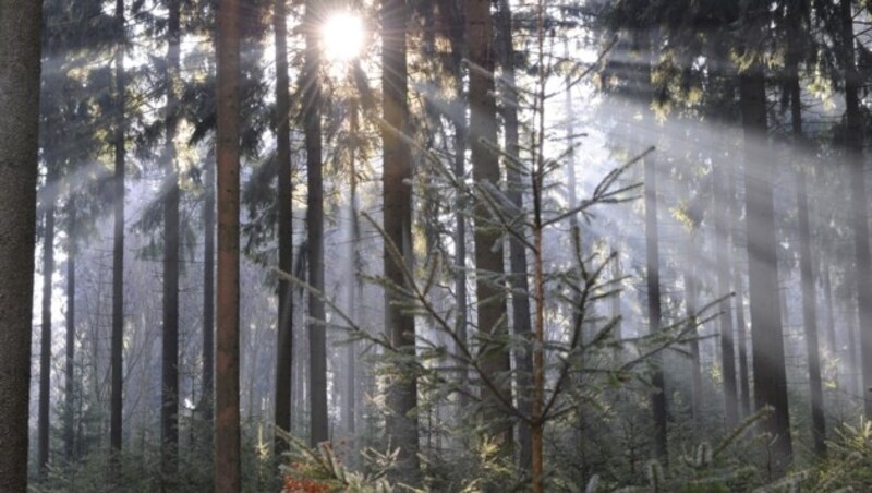 Der Wald birgt viele Gefahren. In 17 Prozent der Forstunfälle kommen die Opfer durch herabstürzende Äste ums Leben. (Bild: GABRIELE MOSER )