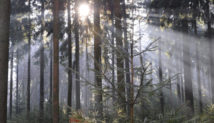 Der Wald birgt viele Gefahren. In 17 Prozent der Forstunfälle kommen die Opfer durch ...