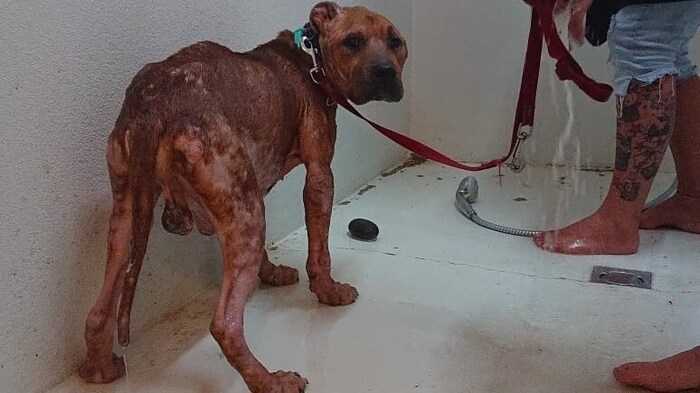 Die Hunde befanden sich bei der Befreiung in einem fürchterlichen Zustand, waren übersät von ...