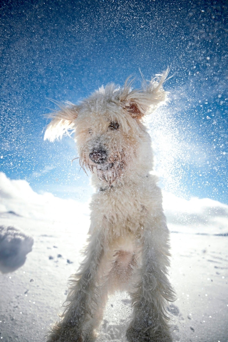 Winterurlaube sind besonders kinder- und tierfreundlich. (Bild: Steiermark Tourismus / Tom Lamm)