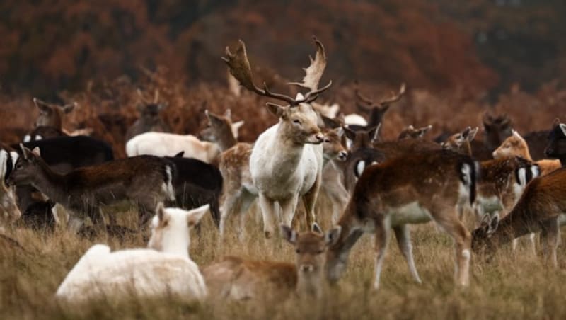 Damwild im Bushy Park in Hampton (Bild: AFP)