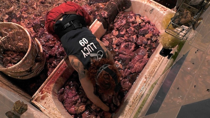 Lucy konnte bei der Dschungelprüfung vier Sterne ergattern.