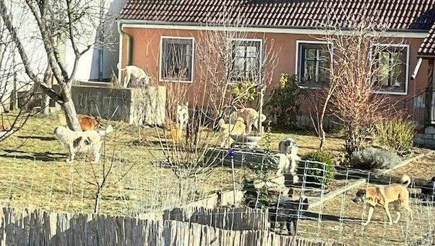 Ein Foto zeigt die vielen Hunde auf dem Anwesen in Waidhofen an der Thaya im Waldviertel. (Bild: zVg)