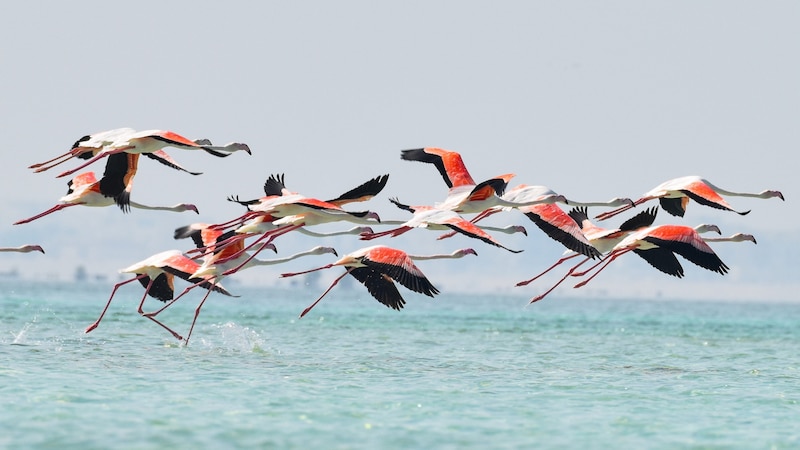 Die Küste Katars ist 563 Kilometer lang - von November bis April ist die Chance, Flamingos zu sehen, groß. (Bild: Andrea Dogliero - stock.adobe.com)