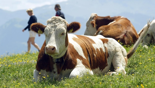 Aus der Idylle wurde leider eine Tragödie. (Bild: CHRISTOF BIRBAUMER)