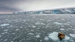 Das Schmelzen des Nordpols raubt Tieren wie Walrössern den Lebensraum. (Bild: Christian Åslund / Greenpeace)