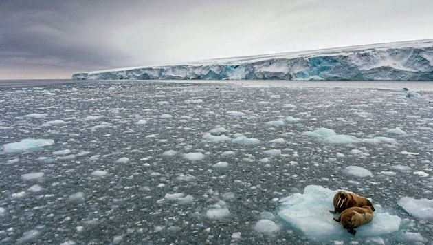 Das Schmelzen des Nordpols raubt Tieren wie Walrössern den Lebensraum. (Bild: Christian Åslund / Greenpeace)