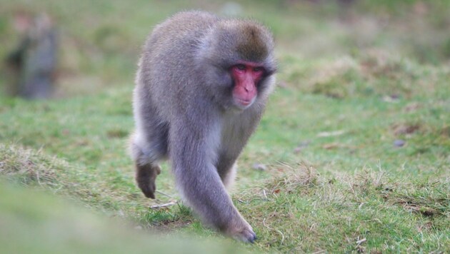 Honshu maymun birliğiyle geri döndü. (Bild: Facebook/Highland Wildlife Park)