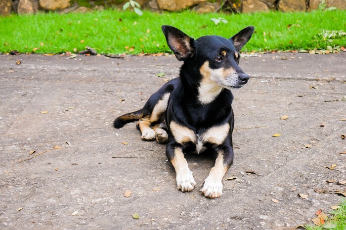 Lancashire Heeler weisen mit 15,4 Jahren im Median die höchste Lebenserwartung auf.