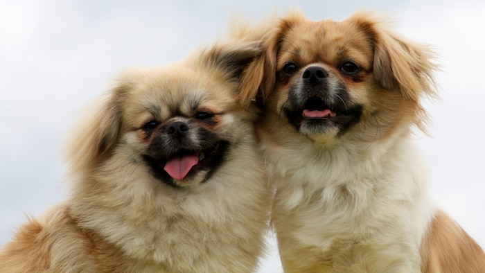 Tibet-Spaniels können bis zu 15,2 Jahre lang leben.