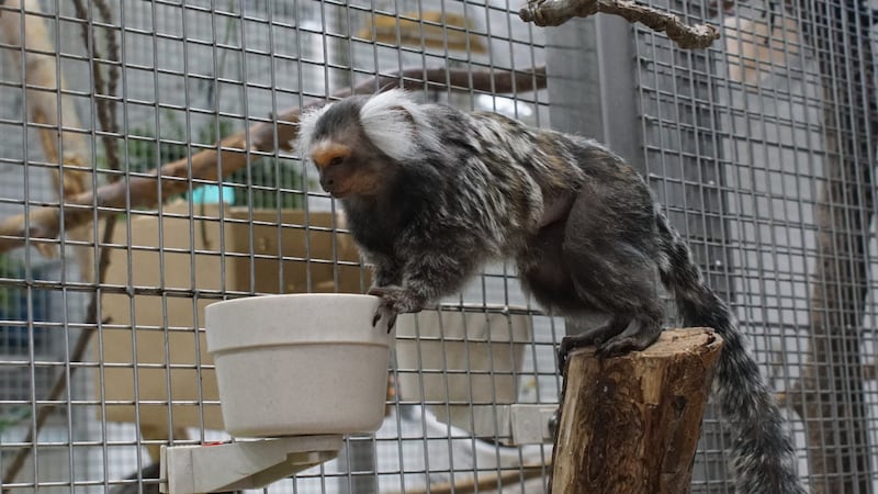 Die von der Universität zur Verfügung gestellten Bilder zeigen Tiere, die neugierig und aktiv durch den Käfig hüpfen und zumindest keine offensichtlichen Krankheitsanzeichen aufweisen. Ob die Mindestgröße der Gehege unterschritten wird, bleibt zu klären. (Bild: Angela Stoeger-Horwath)