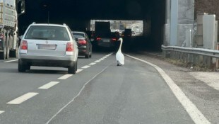 Der Schwan ordnete sich ganz nach dem Reißverschlusssystem in den Verkehr ein. (Bild: Leserreporter, Krone KREATIV)