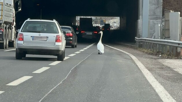 The swan was following the zipper system in the traffic. (Bild: Leserreporter, Krone KREATIV)