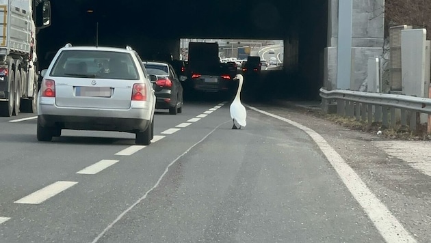 A hattyú a cipzáras rendszer szerint csatlakozott a forgalomhoz. (Bild: Leserreporter, Krone KREATIV)