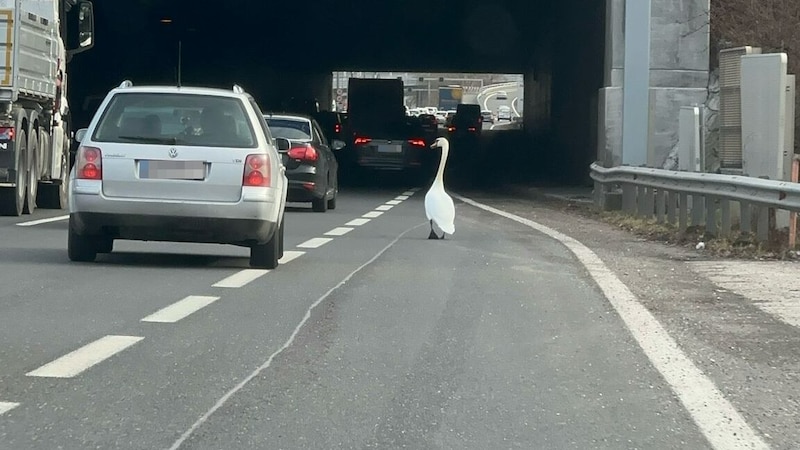 The swan zipped into the traffic. (Bild: Leserreporter, Krone KREATIV)