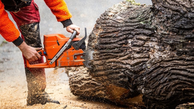 A man was hit and injured by a falling branch while felling trees (symbolic image). (Bild: Ronny - stock.adobe.com (Symbolbild))