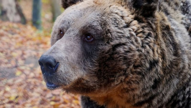 „Mark“ hätte im Bärenwald Gesellschaft bekommen, seine Artgenossen wurden aber entführt.  (Bild: Vier Pfoten)