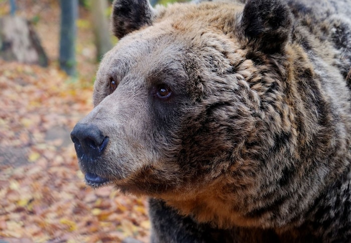 "Mark" would have had company in the bear sanctuary, but his fellow bears were kidnapped.