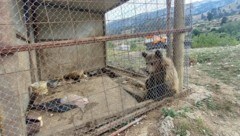 Die beiden Bären wurden in einem Hotel-Restaurant in Albanien in viel zu kleinen Käfigen gehalten.  (Bild: Vier Pfoten)