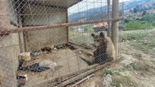 Die beiden Bären wurden in einem Hotel-Restaurant in Albanien in viel zu kleinen Käfigen gehalten.  (Bild: Vier Pfoten)