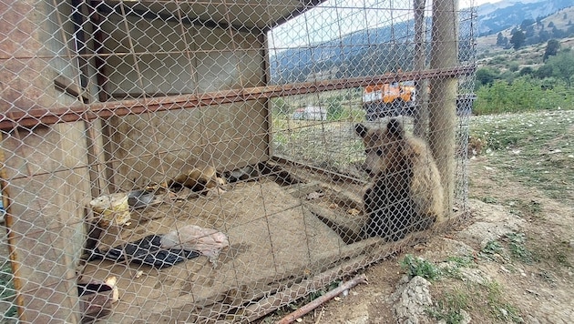 A két medvét egy albániai hotel-étteremben tartották, túlságosan kicsi ketrecekben. (Bild: Vier Pfoten)