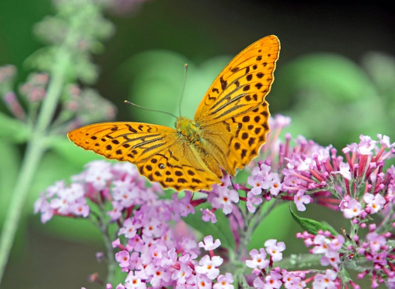 Der Sommerflieder zieht zahlreiche Schmetterlinge in den Garten (Bild: Klemens Groh)