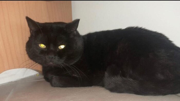 Katze „Bärli“ wurde von der Feuerwehr gerettet und vom Roten Kreuz beatmet